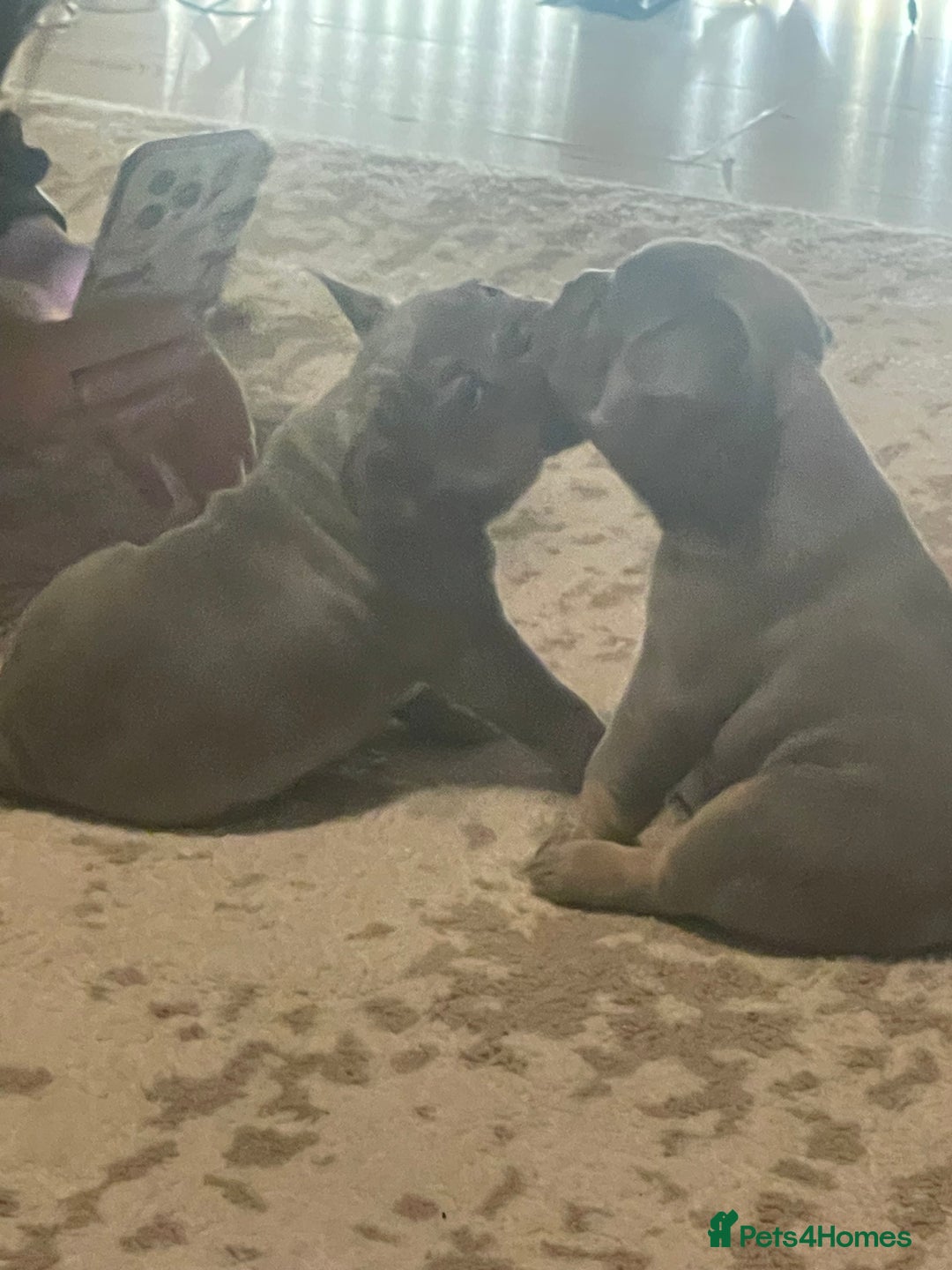 French Bulldog dogs for sale: French bulldog pups - Advert 13