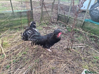 Chickens poultry 2 pairs of mottel Houdans - Advert 1