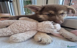 German Shepherd dogs for sale: Rare Isabella German Shepherd - Image 8