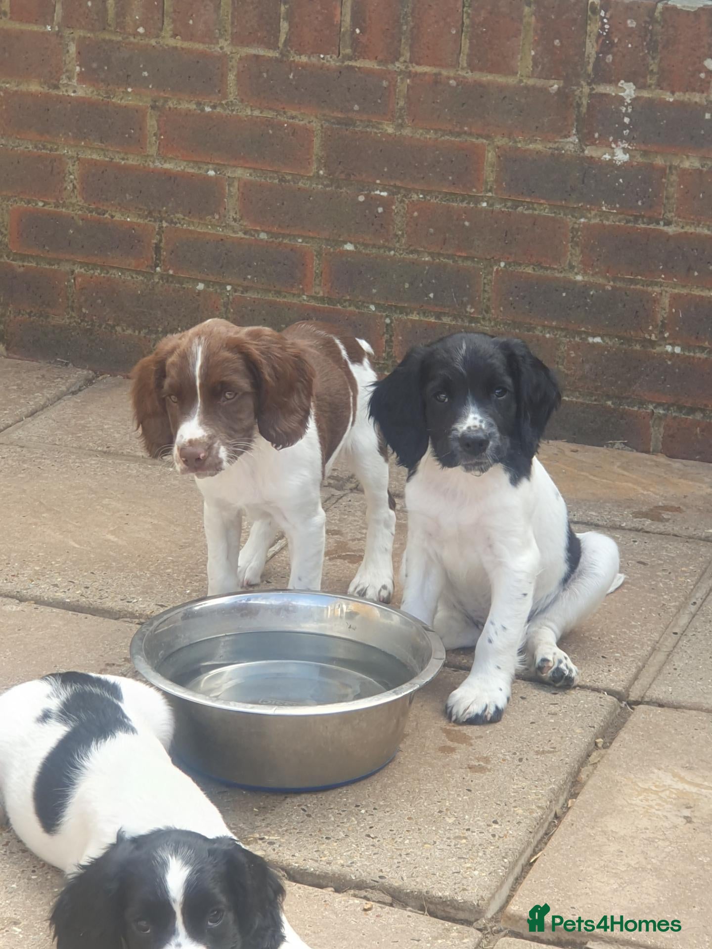 English Springer Spaniel dogs 🐾 2 English Springer Spaniel Puppies – £1,000 🐾 - Advert 3