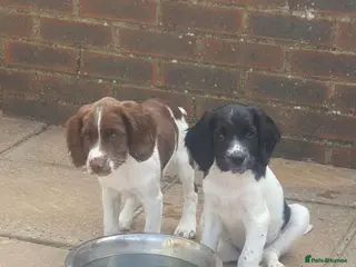 English Springer Spaniel dogs 🐾 2 English Springer Spaniel Puppies – £1,000 🐾 - Advert 3