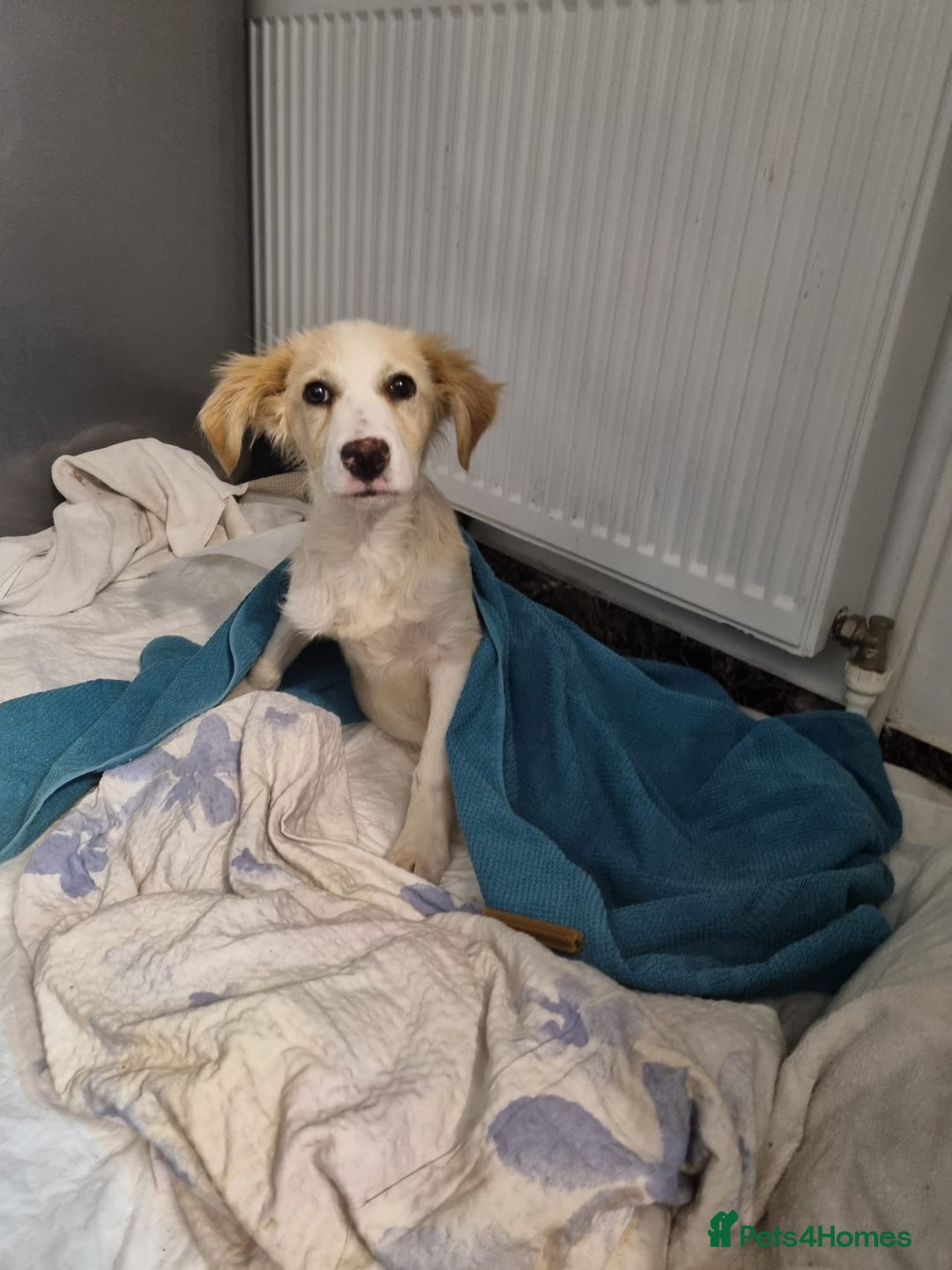 Mixed Breed dogs for adoption: Sweet Little OLAF – Hit and Run 😡 - Advert 3