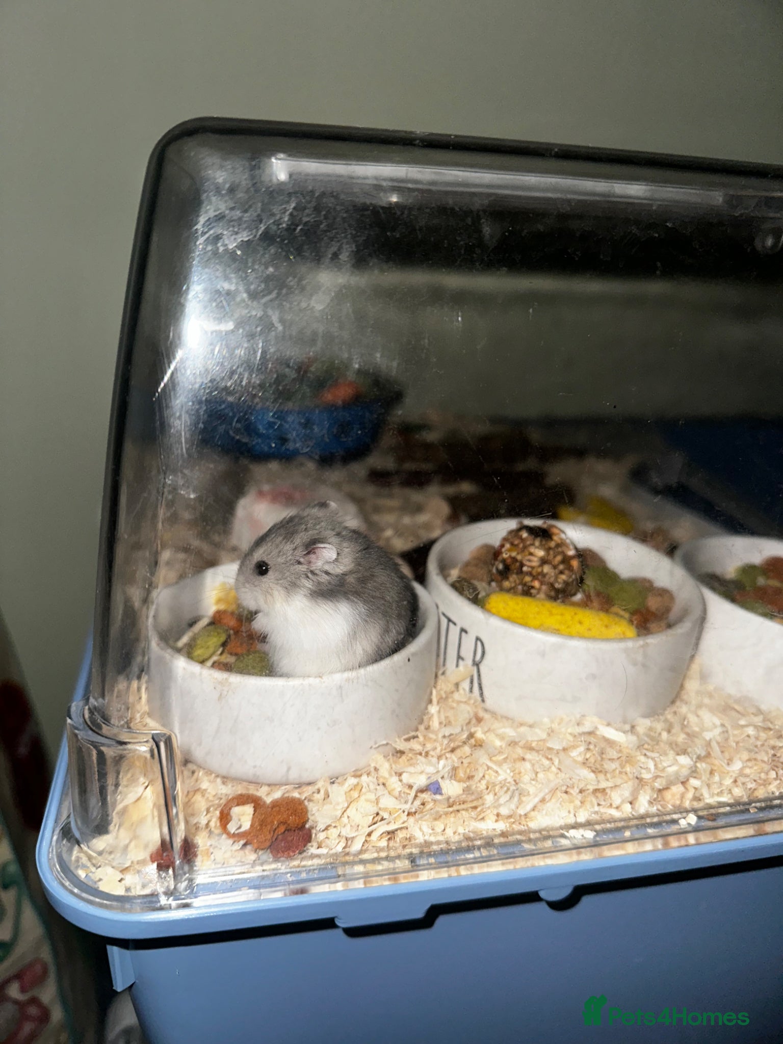 Hamster rodents Russian Dwarf Hamsters for Sale - Advert 2