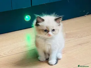 Ragdoll cats Stunning ragdoll kittens - Advert 10
