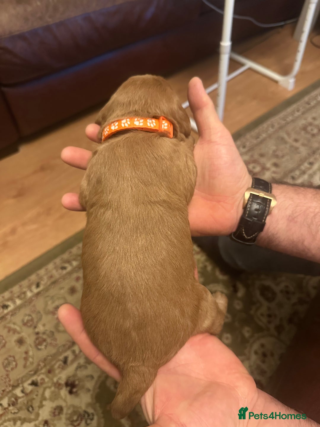 Labradoodle dogs for sale: Miniature F1 Labradoodles  - Advert 35