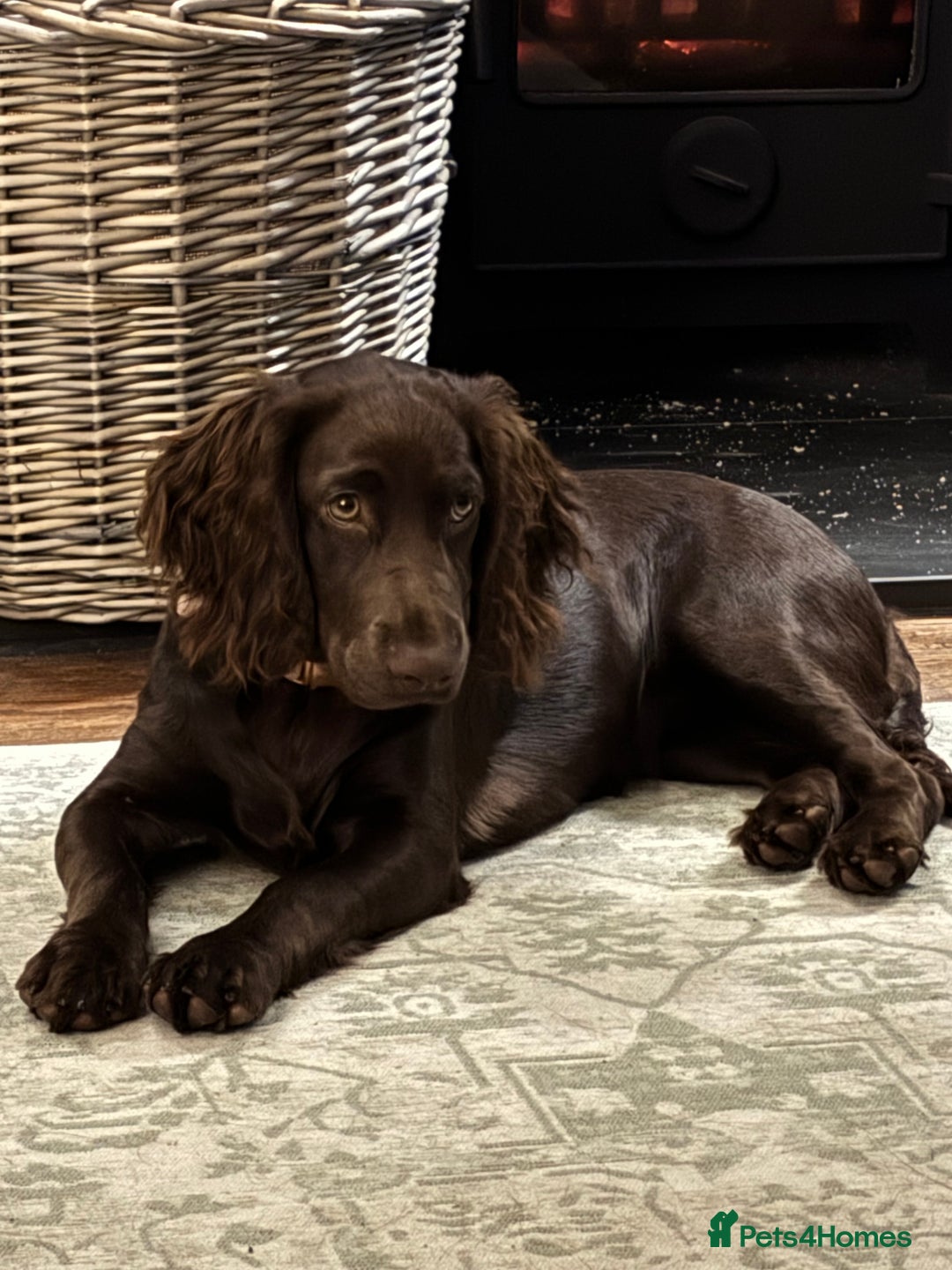 Cocker Spaniel dogs for stud: Looking for Stud - Advert 1