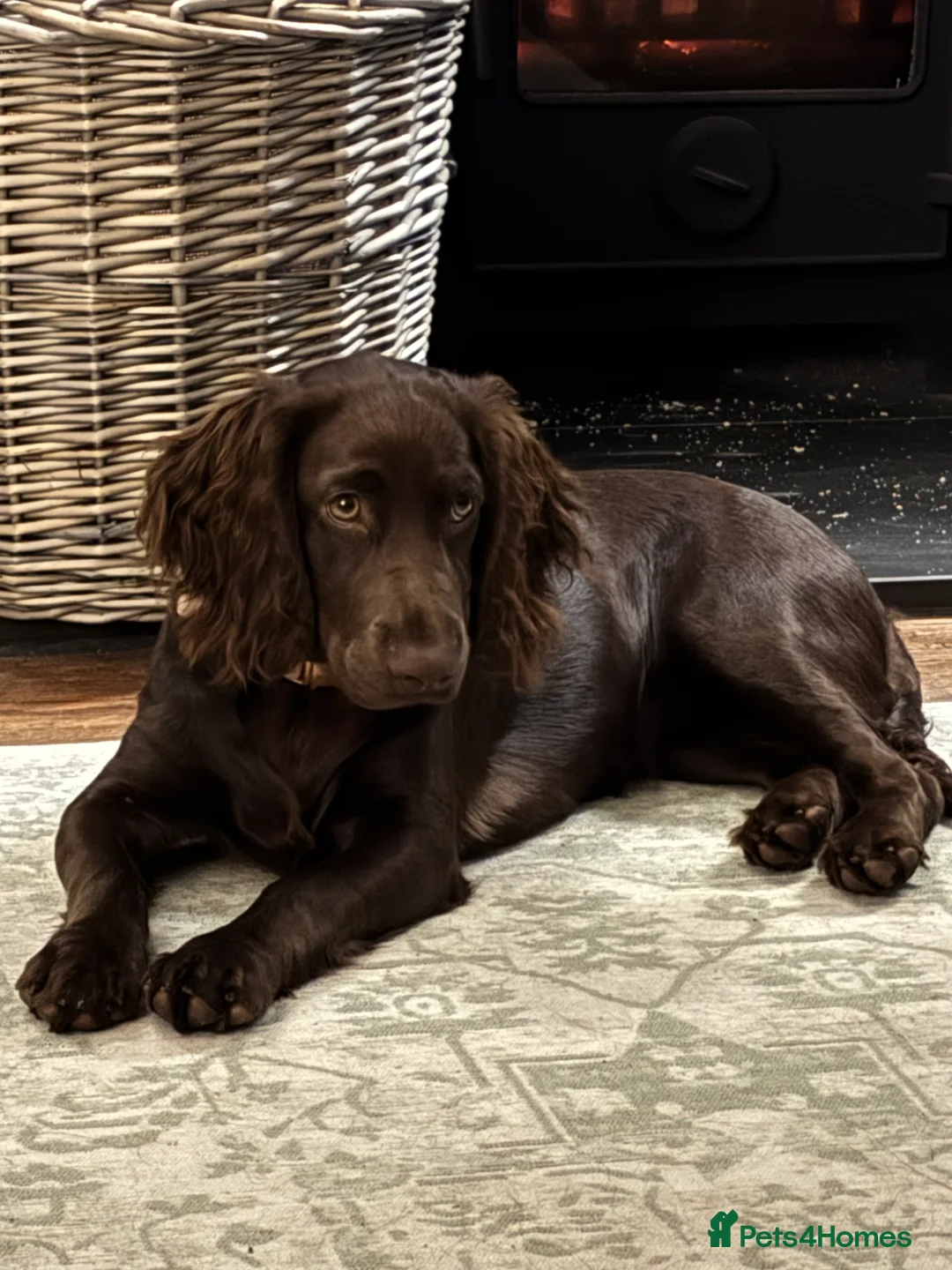 Cocker Spaniel dogs for stud: Looking for Stud - Advert 1