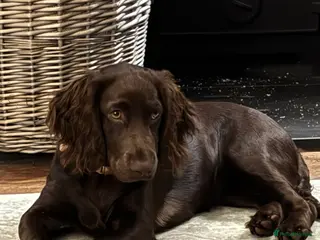 Cocker Spaniel dogs Looking for Stud - Advert 19
