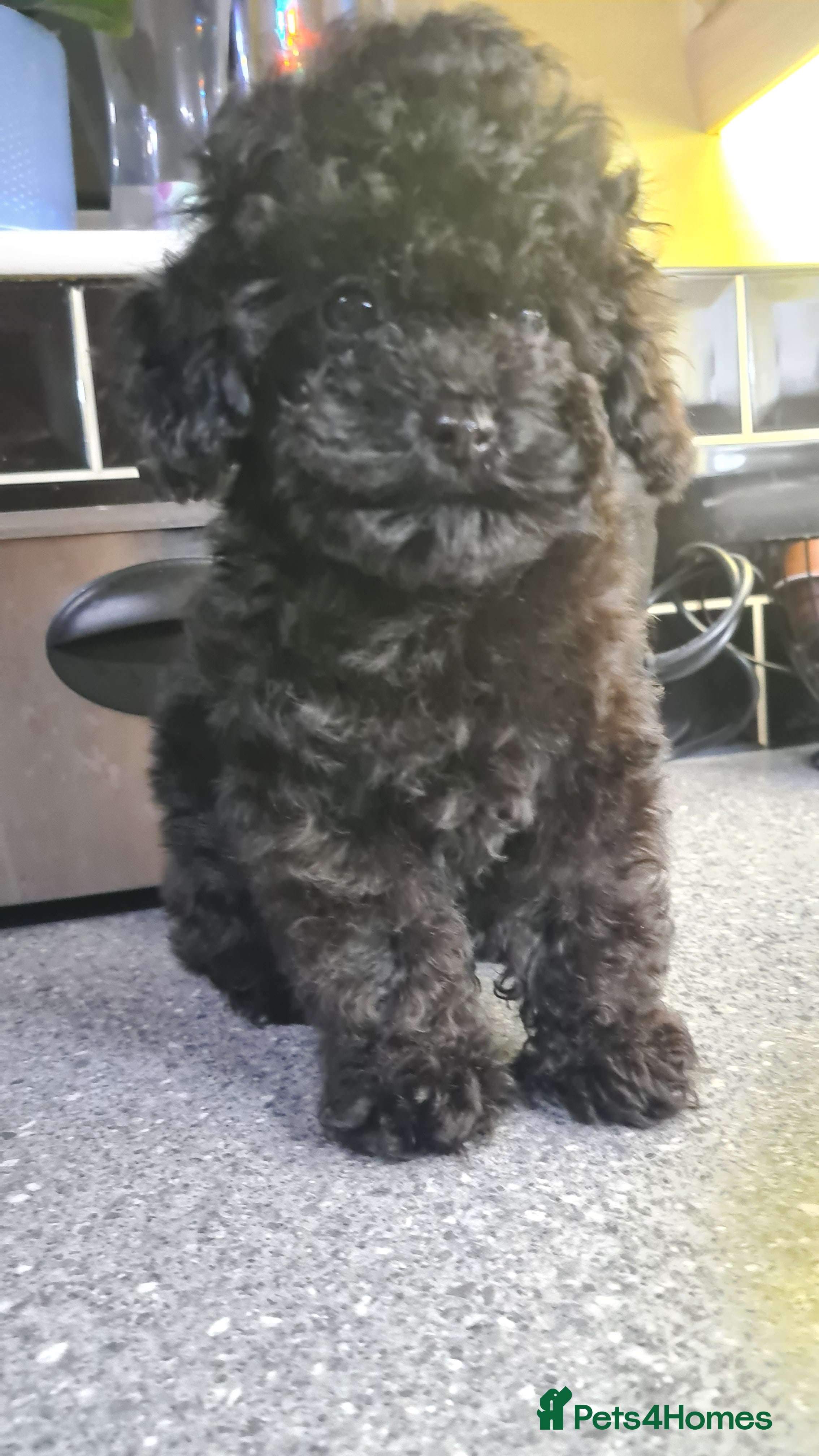 Toy Poodle dogs Toy poodle puppies  - Advert 15