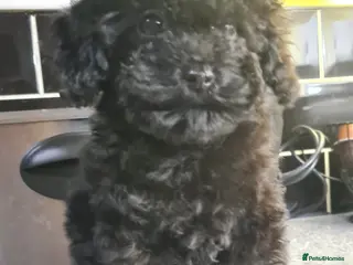 Toy Poodle dogs ONLY 1 BOY LEFT KC reg Toy poodle puppies - Advert 6