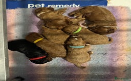 Cavapoo dogs for sale: Cavapoo puppies fully health tested parents - Image 8