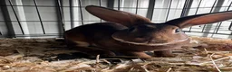 Rex rabbits for sale: Mini Rex buck  - Advert 3