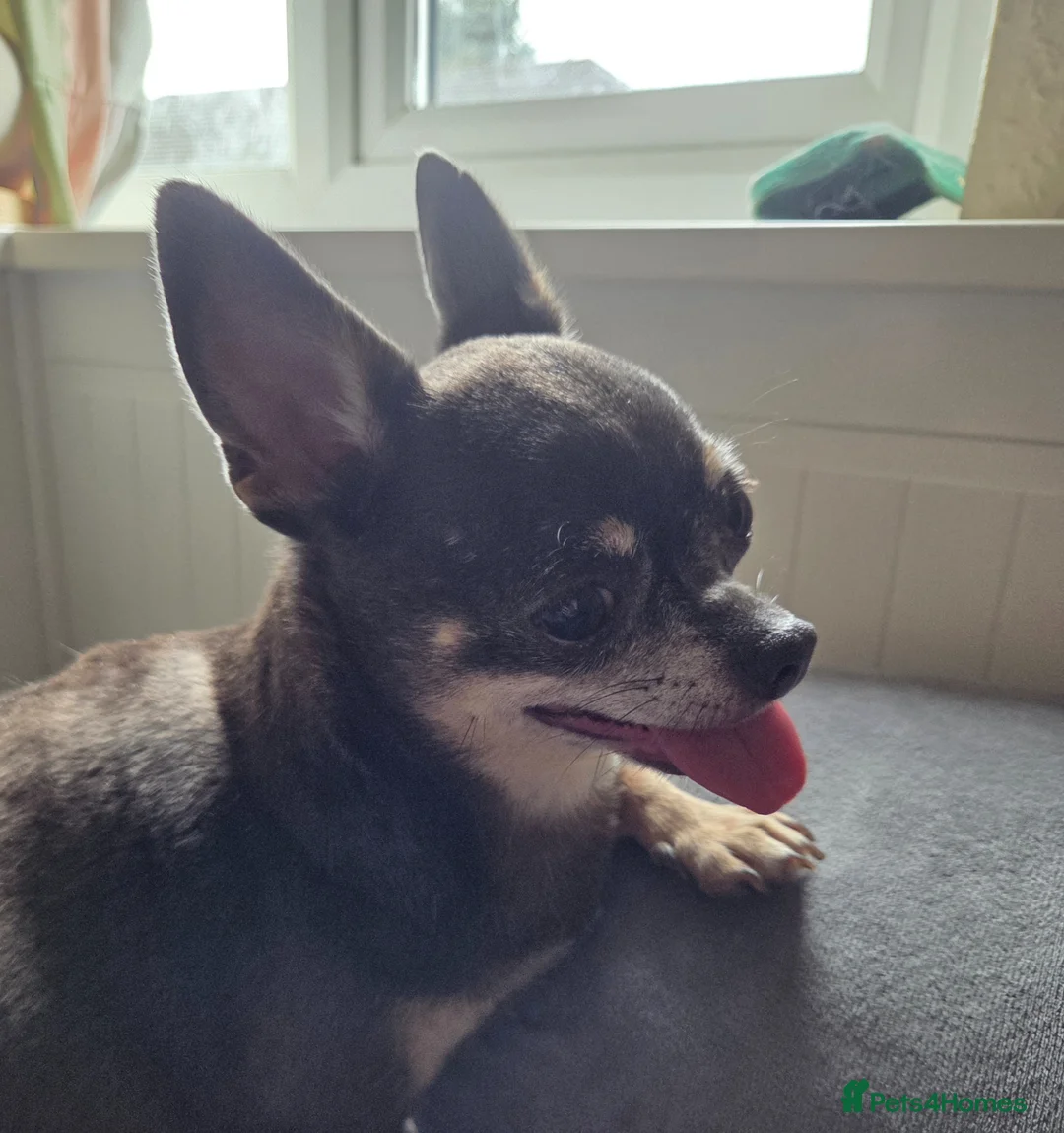 Chihuahua dogs for sale: 2 small ladies looking for laps alone or together! in Taunton - Advert 2