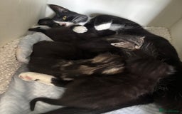 Mixed Breed cats for sale: 1 black boy left - Image 5