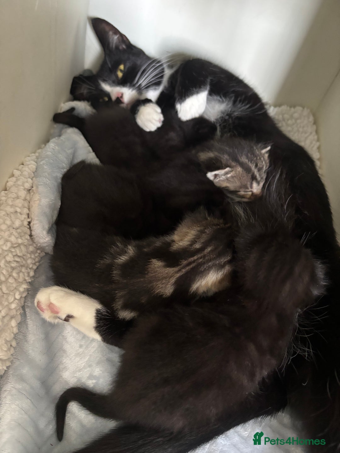Mixed Breed cats for sale: 1 black boy left - Image 5