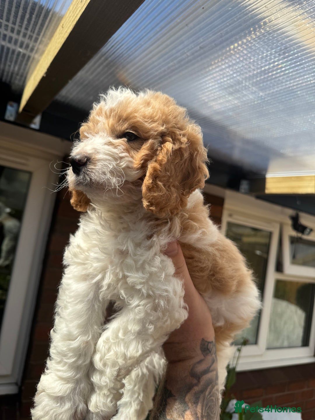 Cockapoo dogs for sale: Cockapoo puppies ready now 1 boy left  - Image 2