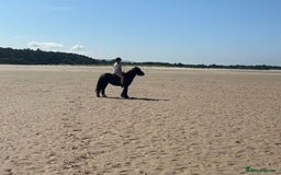 Welsh Section B horses for sale: Welsh pony for sale  - Image 8