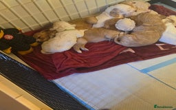 Cocker Spaniel dogs for sale: Cocker spaniel pups - Image 9