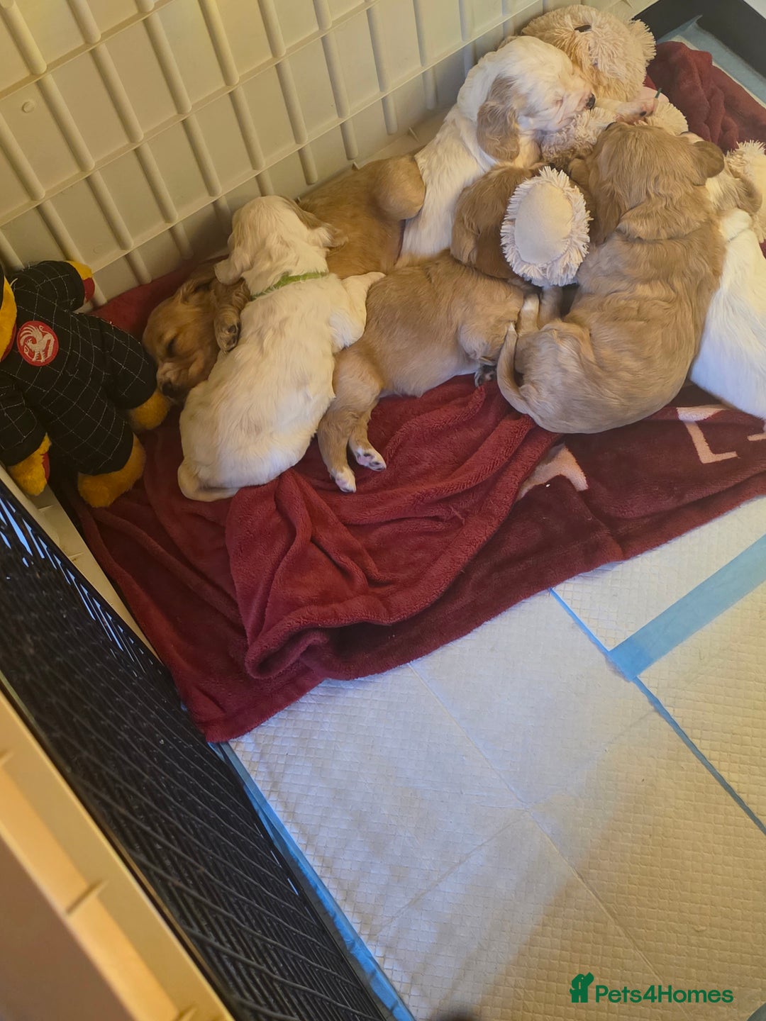 Cocker Spaniel dogs for sale: Cocker spaniel pups - Image 9