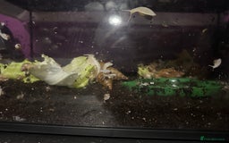 Snails invertebrates for sale: Giant land snails.  - Image 3