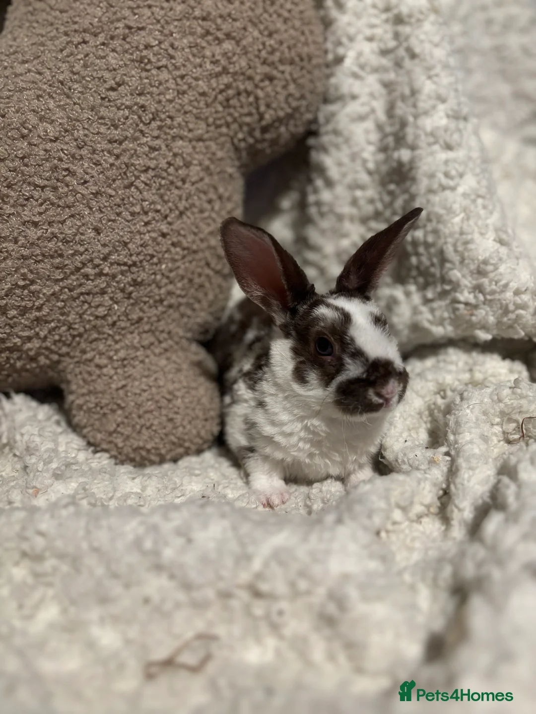 Rex rabbits for sale: Mini Rex x mini plush lop babies  - Advert 2