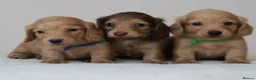 Miniature Dachshund dogs for sale: 5*Licensed+CREAM+LONGHAIR+Kc+PRACLEAR+VetChecked - Advert 14
