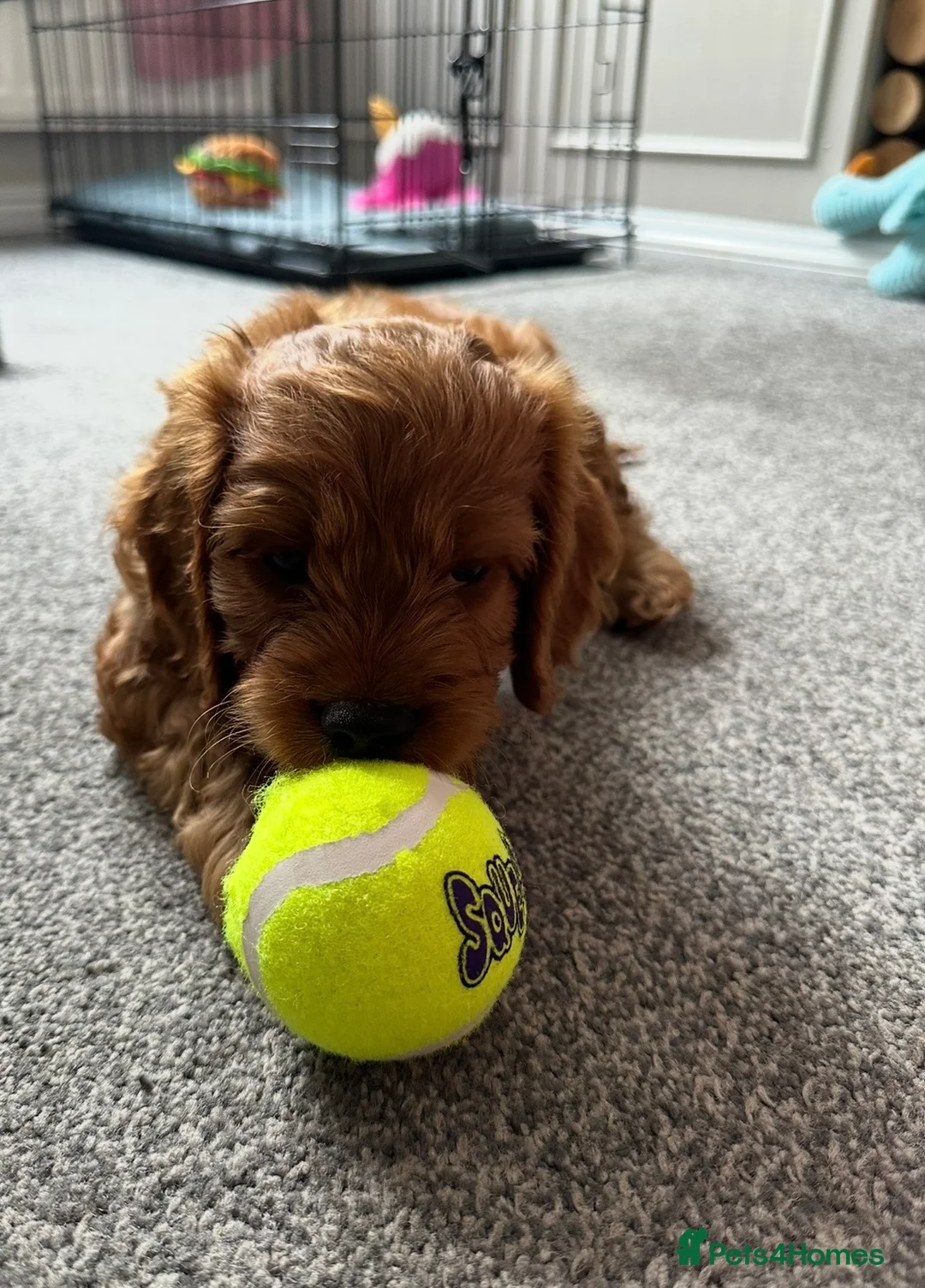 Cockapoo dogs for sale: Red F1 Toy Cockapoo Puppy - Advert 2