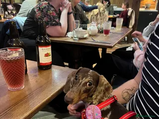 Dachshund dogs Pablo - Advert 16