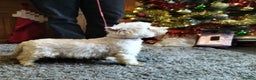 West Highland Terrier dogs for sale: 2yo KC westie girl  - Advert 6