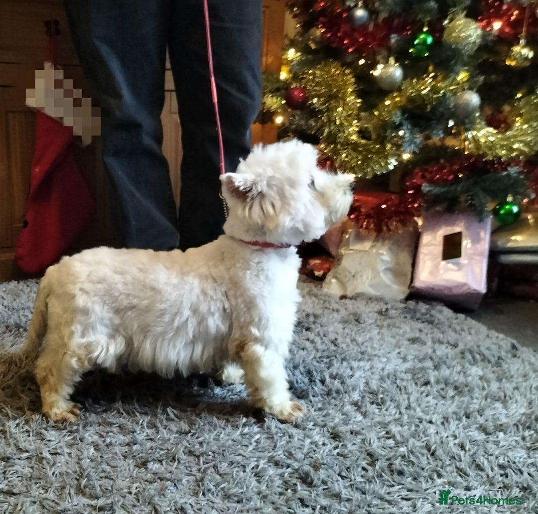 West Highland Terrier dogs for sale: 2yo KC westie girl  - Advert 6