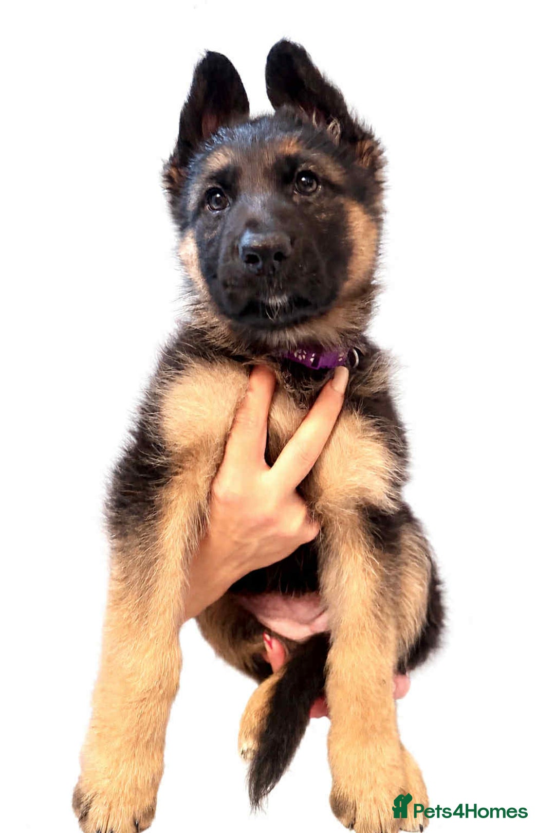 German Shepherd dogs for sale:   Last two KC Registered BeautifulGerman Shepherd  - Advert 3