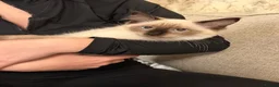Ragdoll cats for sale: Family Raised Ragdoll Kittens} - Advert 4