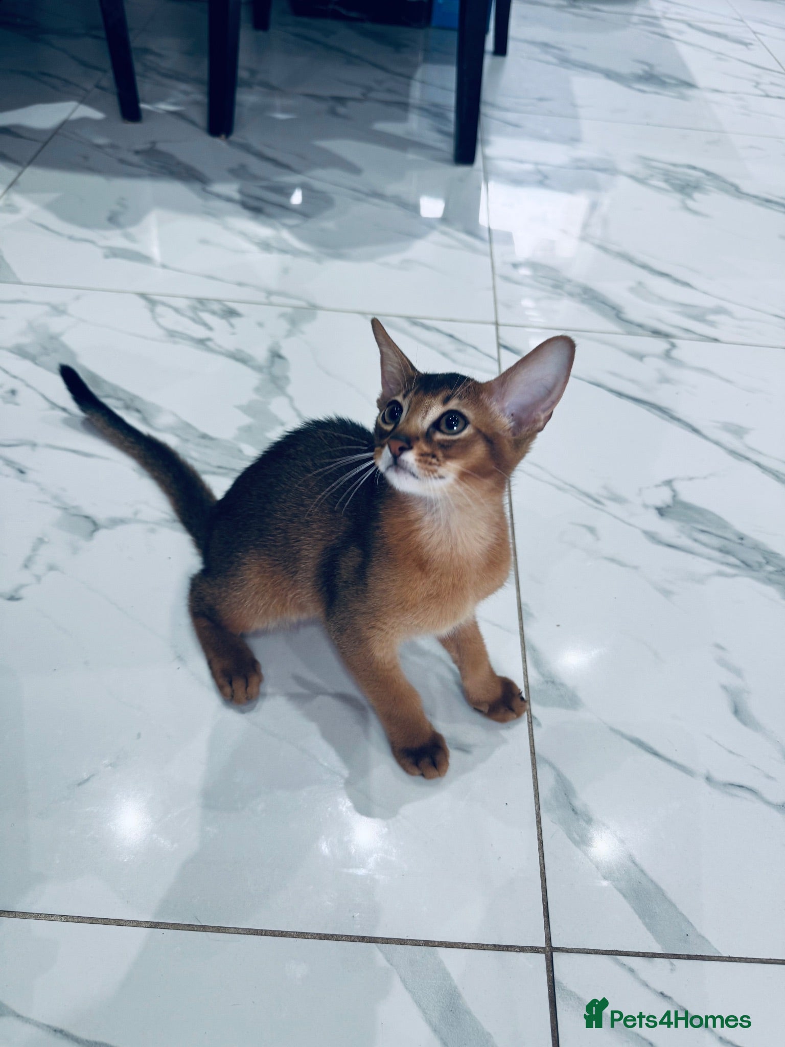 Abyssinian cats TICA registered boy and girl - Advert 1