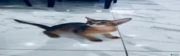 Abyssinian cats for sale: TICA registered boy and girl - Advert 1