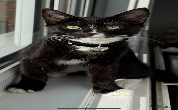 Domestic Shorthair cats - Advert 1