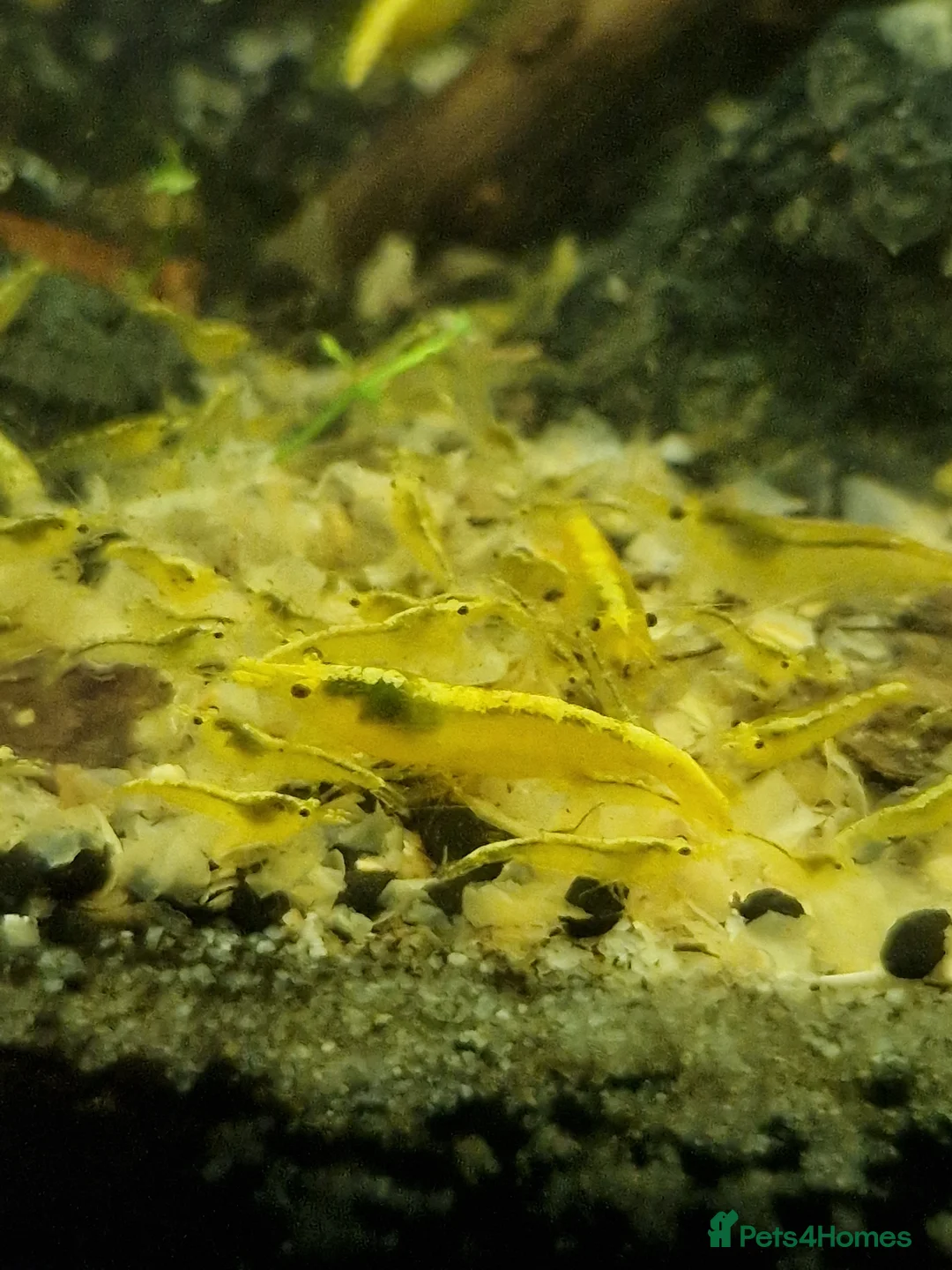 Shrimps fish for sale: Neocaridina Shrimp, Cherry Shrimp, Yellow Goldback - Advert 2