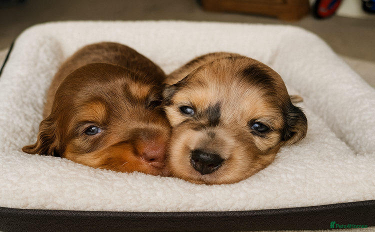 Miniature Dachshund dogs - Advert 3