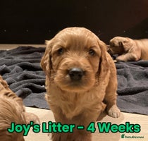 Goldendoodle dogs F1 Miniature Goldendoodle's 100% DNA Health-Tested - Advert 12