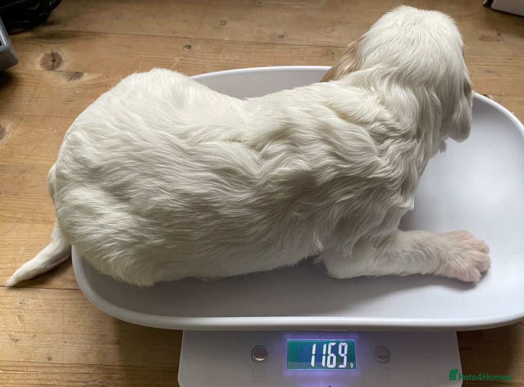 Labradoodle dogs for sale: Labradoodles for Sale! - Image 34