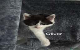Mixed Breed cats for sale: 3 boys 2 girls - Image 11