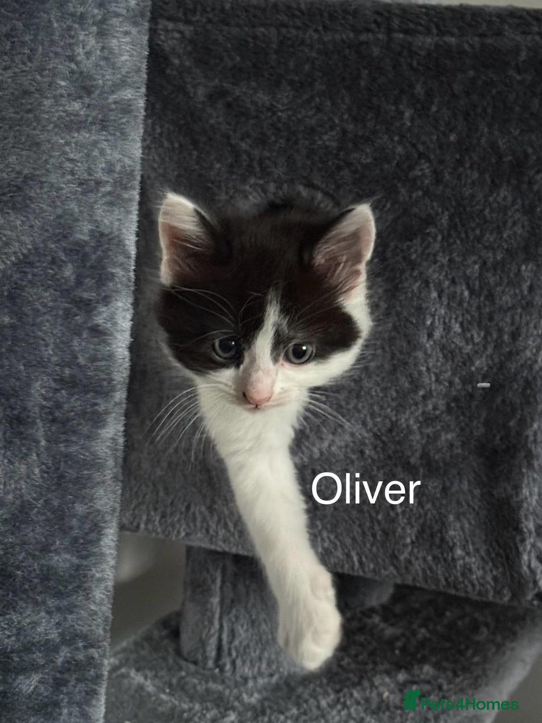 Mixed Breed cats for sale: 3 boys 2 girls - Image 11