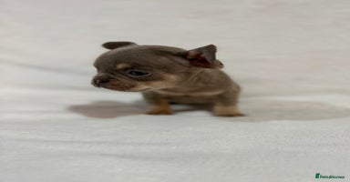 French Bulldog dogs 🐶 French Bulldog Pups 🐶 - Advert 2