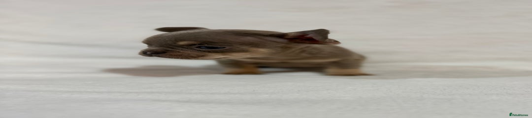 French Bulldog Puppy 2