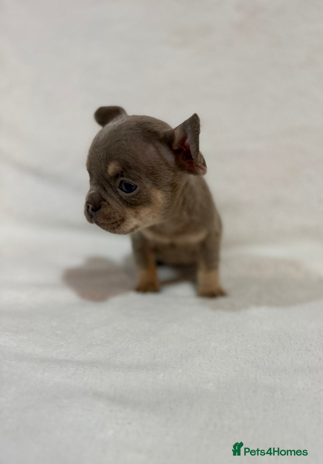 French Bulldog dogs for sale: 🐶 French Bulldog Pups 🐶 - Advert 3