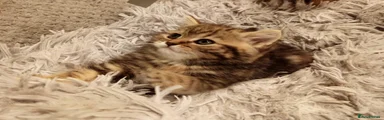 Scottish Fold Kitten 3