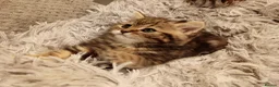 Scottish Fold cats for sale: One boy and 3 girls Scottish fold and straight  - Advert 11