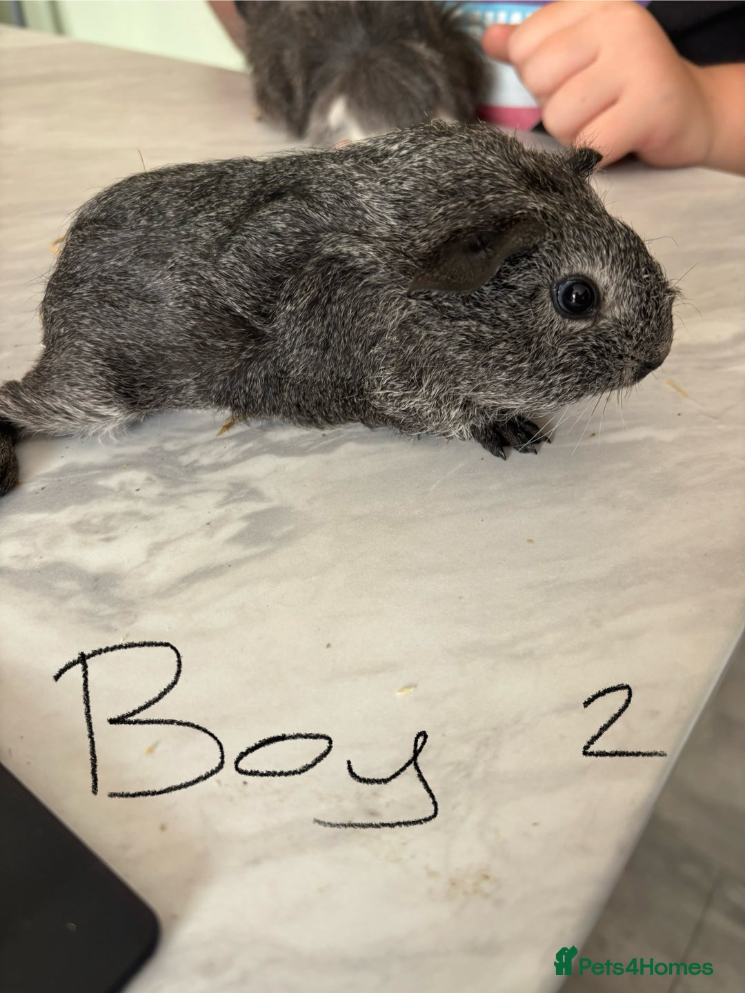 Guinea Pig rodents for sale: 3 Male Guinea Pigs - Image 5