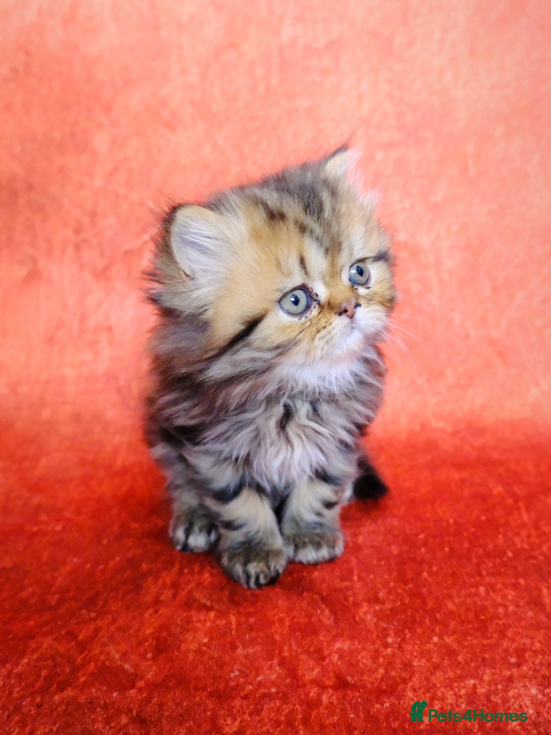 Persian cats for sale: Beautiful Kittens Looking for Forever Homes - Image 6