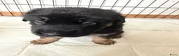Mixed Breed dogs for sale: Belgian Malinois x German Shepherd Puppies - Advert 9