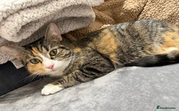 Mixed Breed cats for sale: Half Maine Coon Half Khao Manee cat  - Image 3